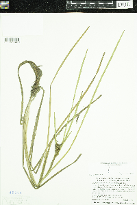 Sparganium glomeratum image
