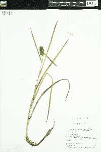 Sparganium glomeratum image