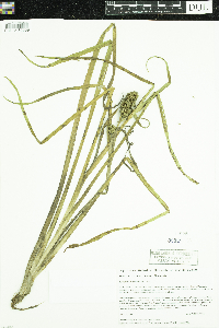 Sparganium glomeratum image