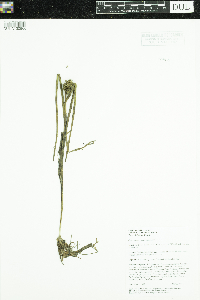 Sparganium glomeratum image