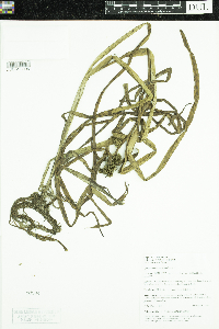 Sparganium glomeratum image