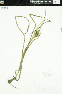Sparganium glomeratum image