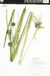 Sparganium eurycarpum image