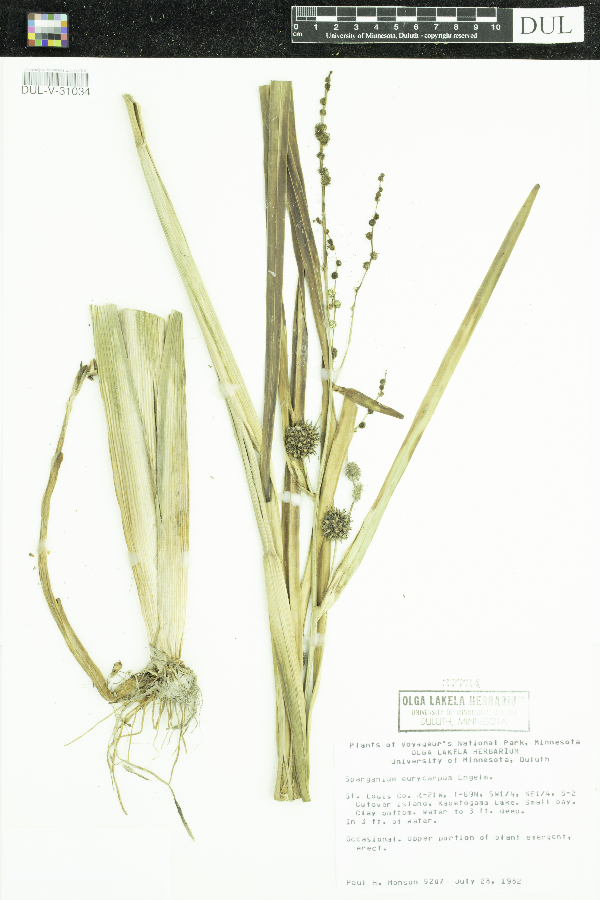 Sparganium eurycarpum image