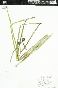 Sparganium emersum image