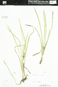 Sparganium emersum image