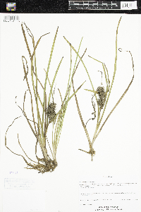 Sparganium emersum image