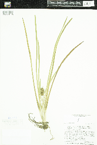 Sparganium emersum image