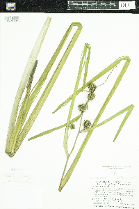 Sparganium emersum image