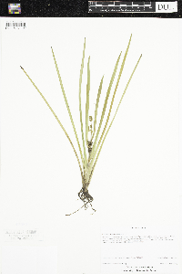 Sparganium emersum image