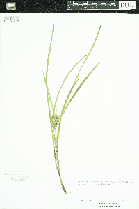 Sparganium emersum image