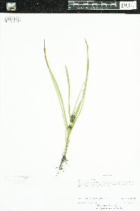 Sparganium emersum image