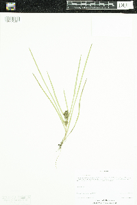 Sparganium emersum image