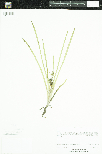 Sparganium emersum image