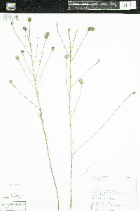 Dalea purpurea image