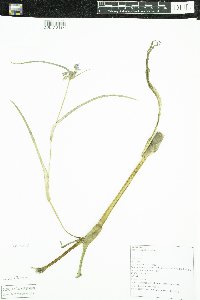 Tradescantia ohiensis image