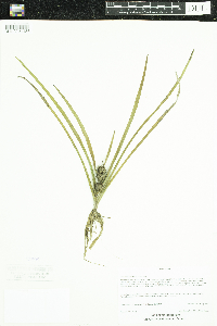 Sparganium emersum image