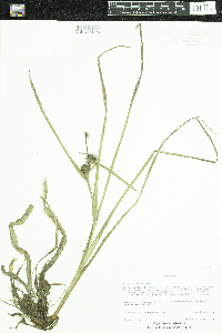 Sparganium emersum image