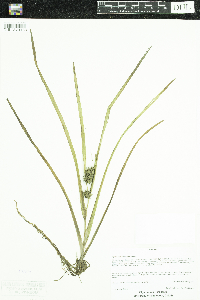 Sparganium emersum image