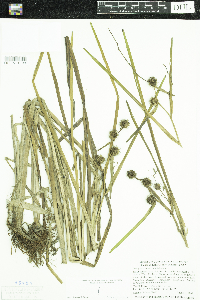 Sparganium emersum image