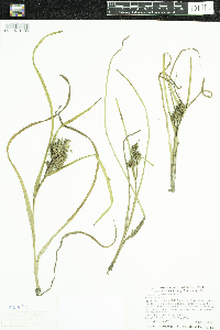 Sparganium emersum image
