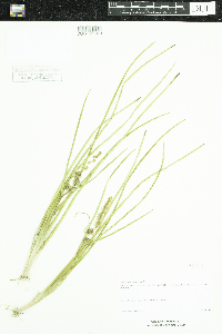 Sparganium emersum image