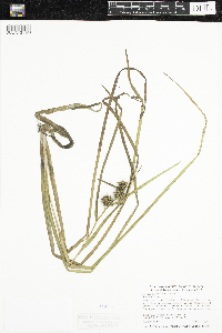 Sparganium emersum image