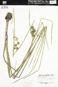 Sparganium emersum image