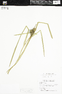 Sparganium emersum image