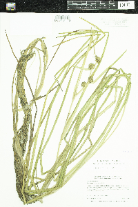 Sparganium emersum image