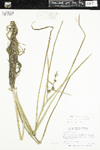 Sparganium emersum image