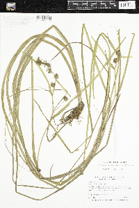 Sparganium emersum image