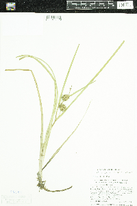 Sparganium emersum image