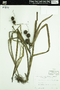 Sparganium androcladum image