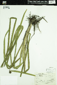 Sparganium androcladum image