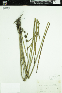 Sparganium androcladum image