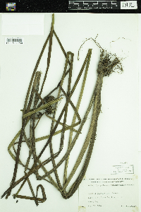 Sparganium androcladum image