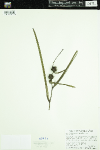 Sparganium androcladum image
