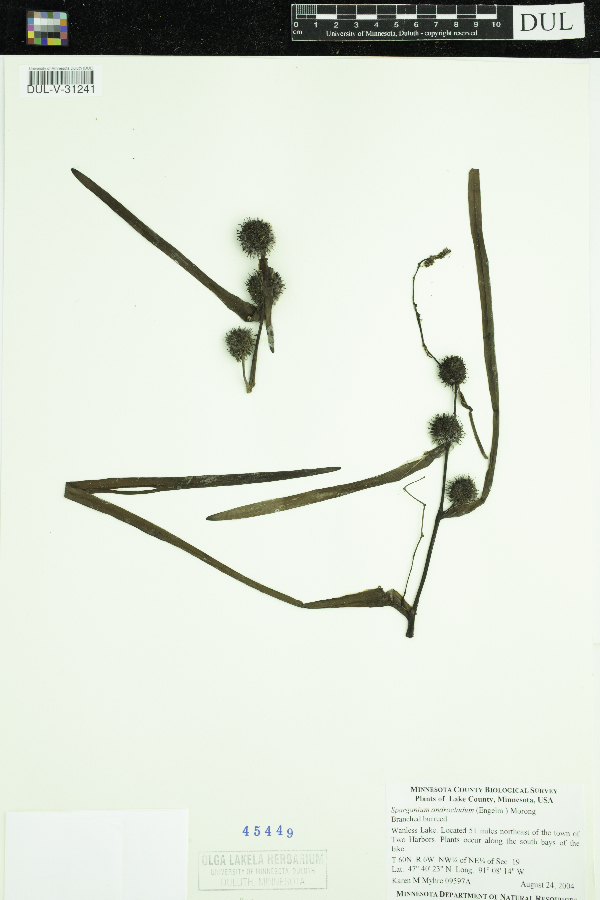 Sparganium androcladum image