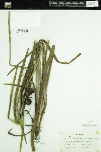 Sparganium androcladum image