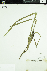 Sparganium androcladum image