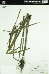 Sparganium androcladum image