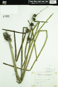 Sparganium androcladum image
