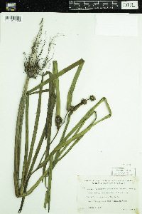 Sparganium androcladum image