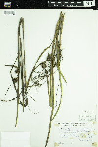 Sparganium androcladum image