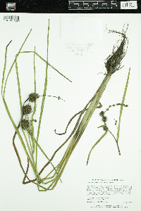 Sparganium androcladum image