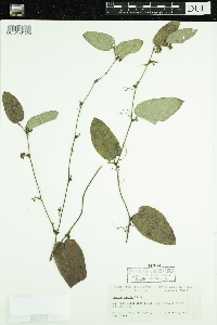 Media resource of Smilax pumila