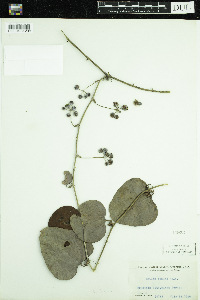 Smilax glauca image