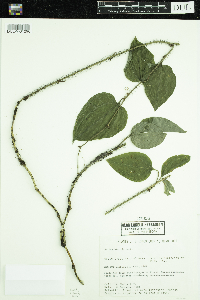 Media resource of Smilax tamnoides