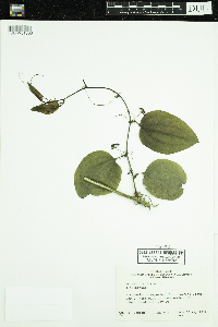 Smilax tamnoides image